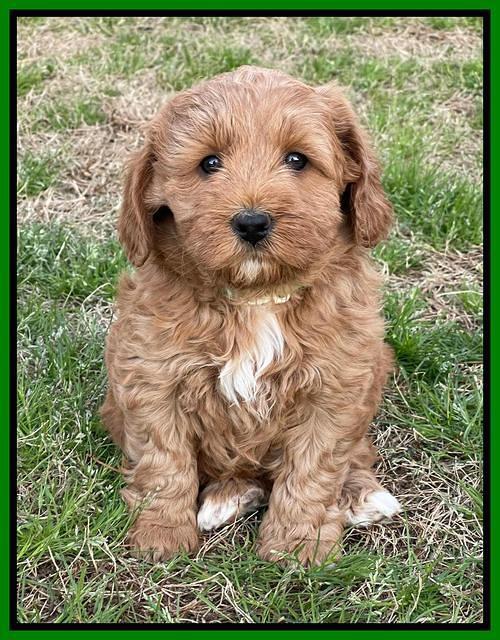 Misha Boots 5.5-6.5 week old pups 251