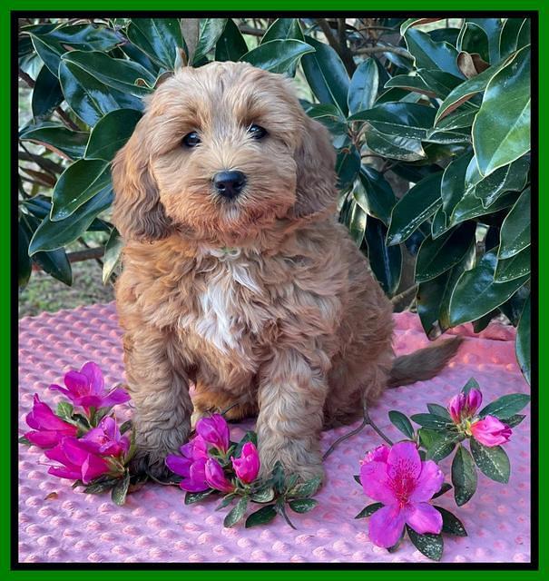 Misha Boots 7 week old pups 231