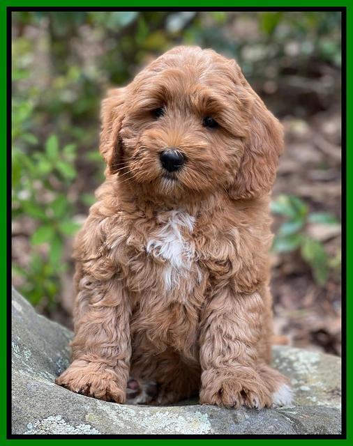 Misha Boots 8 week old pups 211