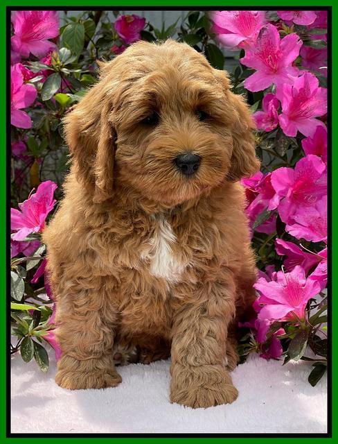Misha Boots 8 week old pups 251