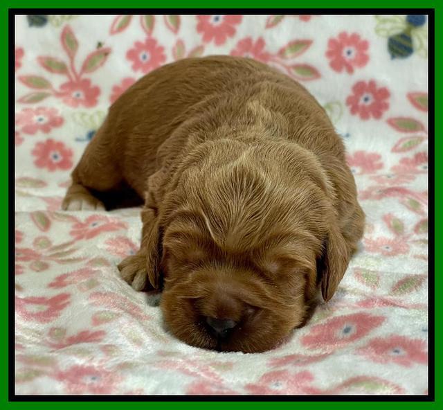 Misha Boots One week old pups 81