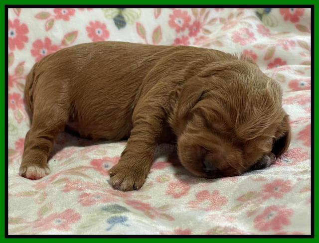 Misha Boots One week old pups 91