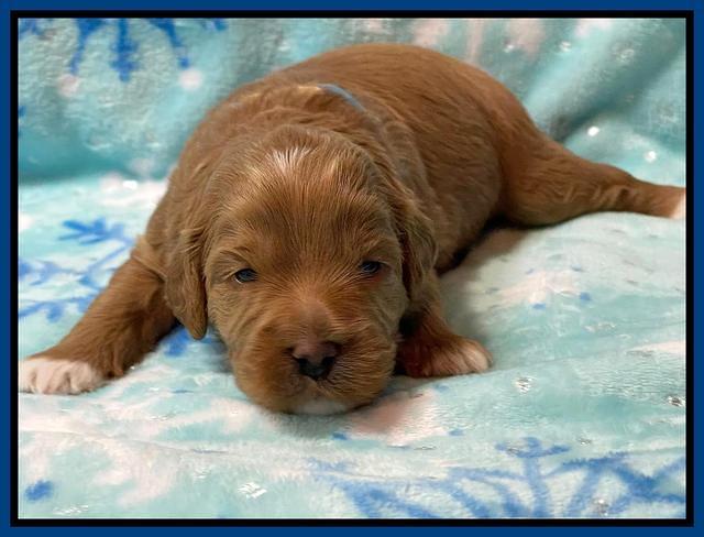 Misha Boots 2 week old pups 121