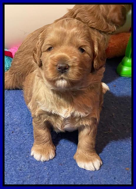 Misha Boots 3 week old pups 271