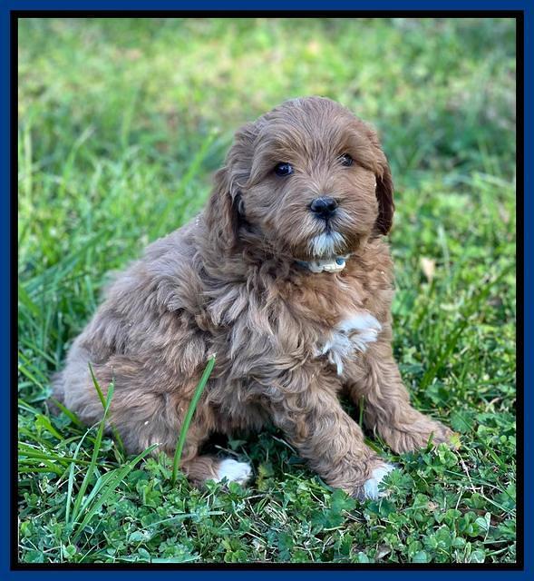 Misha Boots 5.5-6.5 week old pups 121