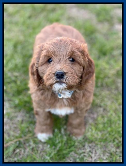 Misha Boots 5.5-6.5 week old pups 151