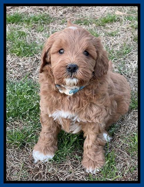 Misha Boots 5.5-6.5 week old pups 171