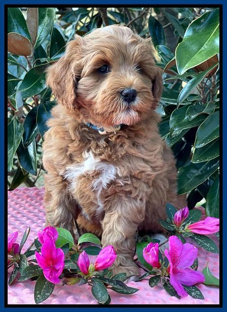 Misha Boots 7 week old pups 271