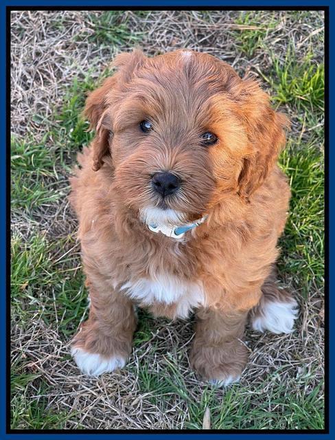 Misha Boots 7 week old pups 291