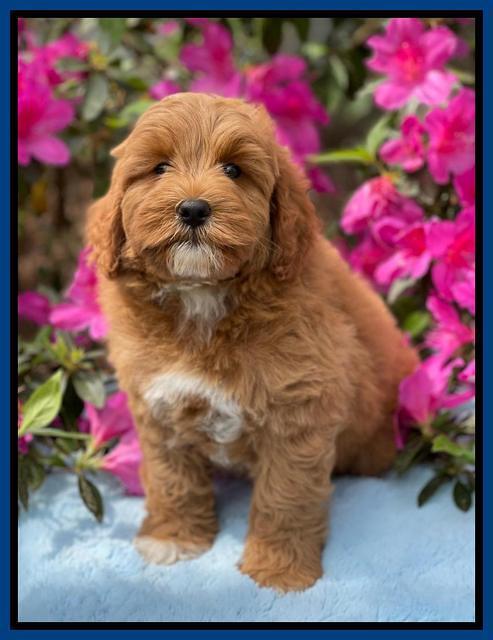 Misha Boots 8 week old pups 171