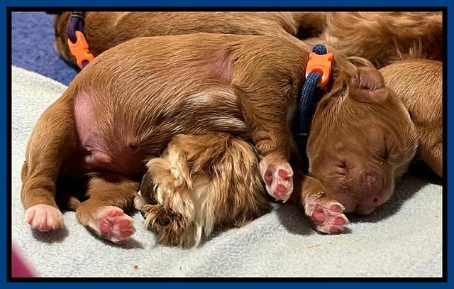 Misha Boots One week old pups 181