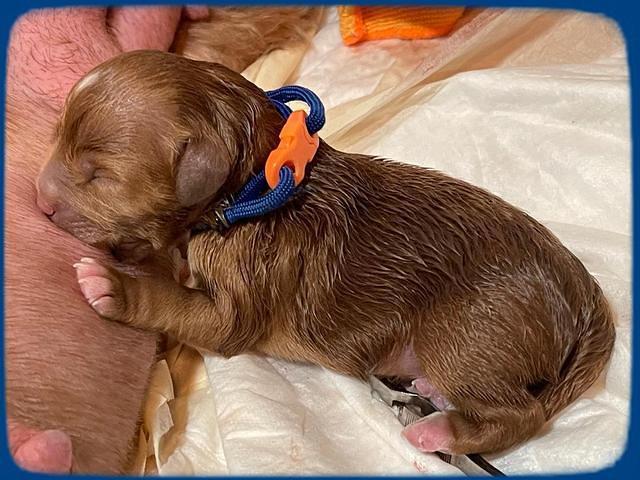 Misha Boots newborn puppies 61