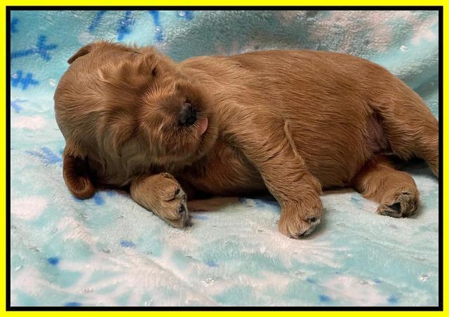 Misha Boots 2 week old pups 161