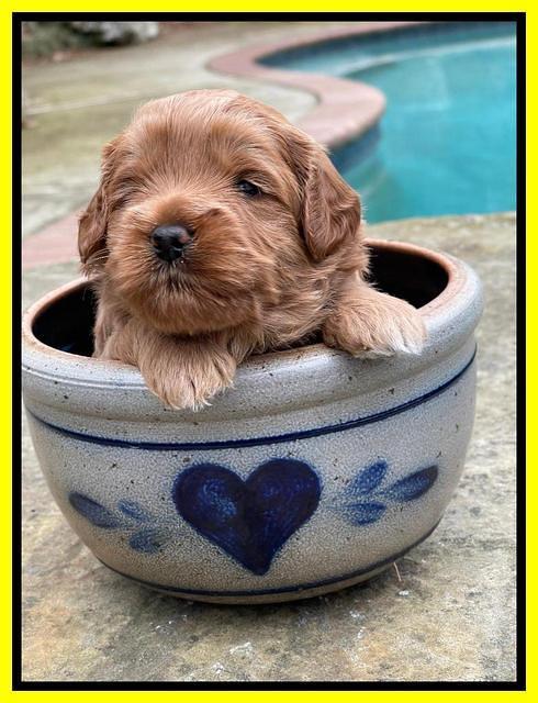 Misha Boots 3 week old pups 281