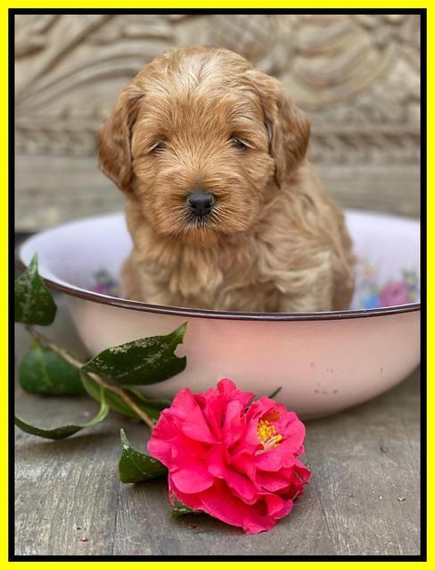 Misha Boots 4 week old pups 301