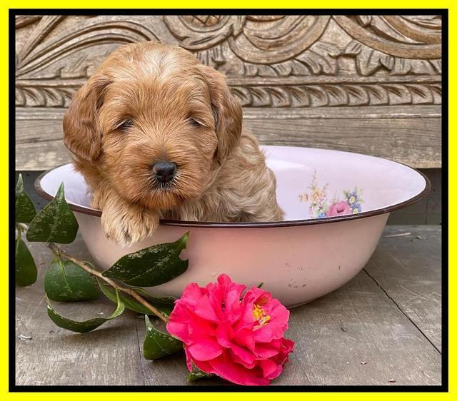 Misha Boots 4 week old pups 321