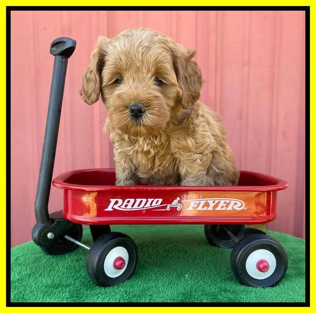 Misha Boots 5 week old pups 201