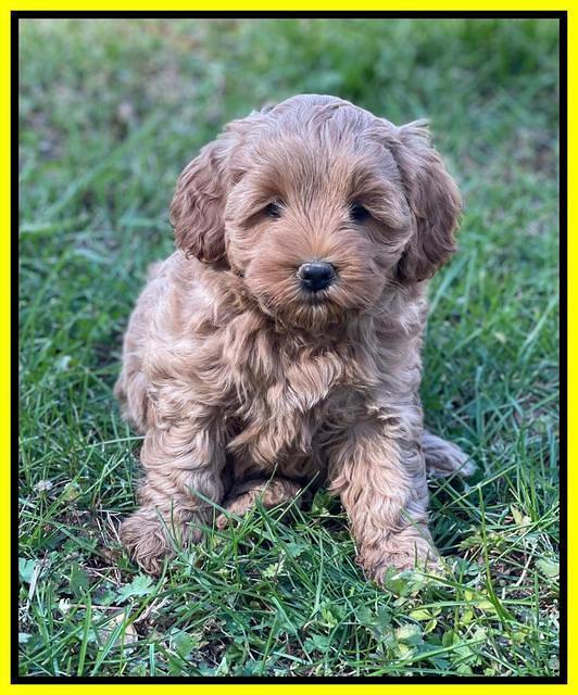 Misha Boots 5.5-6.5 week old pups 261