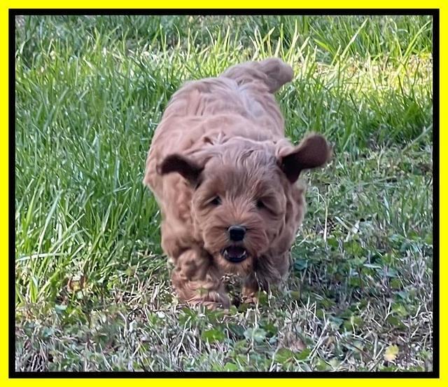 Misha Boots 5.5-6.5 week old pups 281