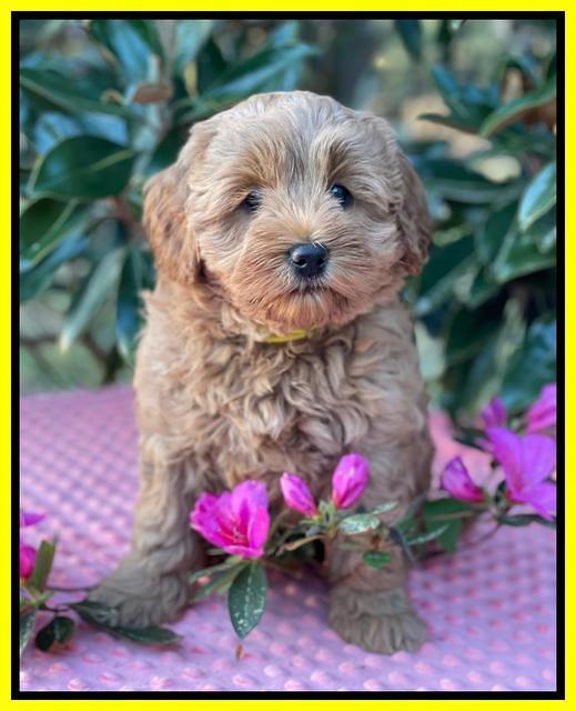 Misha Boots 7 week old pups 461