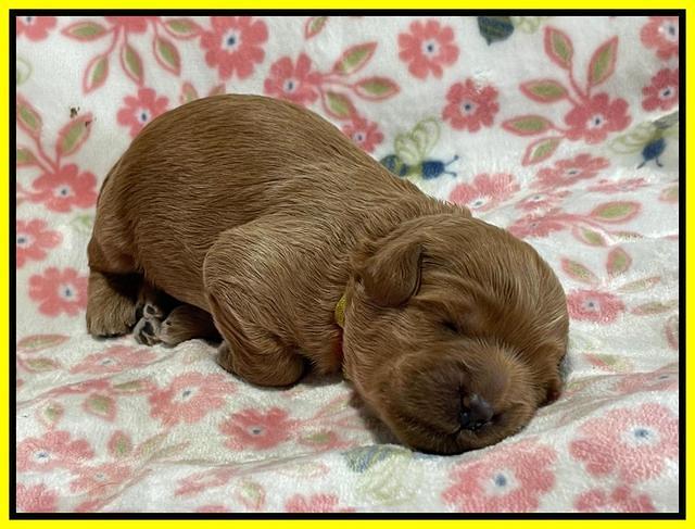 Misha Boots One week old pups 151