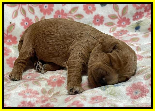 Misha Boots One week old pups 161