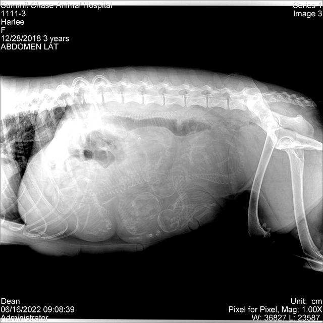 20220616090838 O Harlee(2)