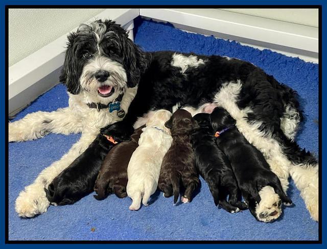 Oreo REbel 2 week group