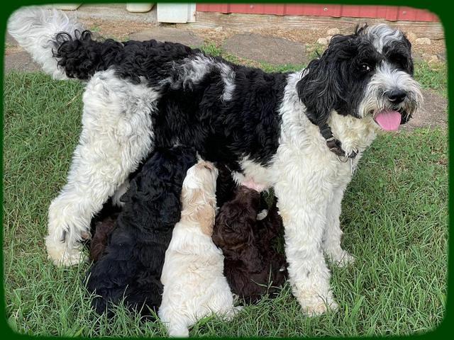 Oreo Rebel pups 6 wks old 281