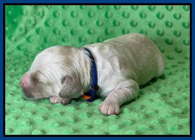 Oreo Rebel pups 1 wk old 11