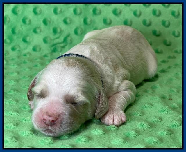 Oreo Rebel pups 1 wk old 21