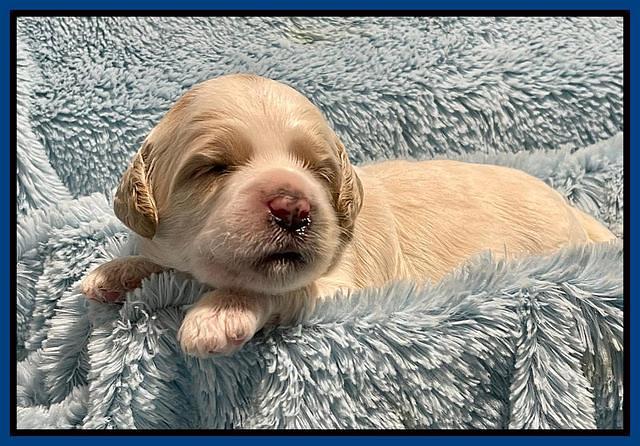 Oreo Rebel pups 2 wks old 31