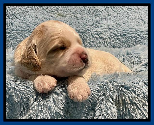 Oreo Rebel pups 2 wks old 41