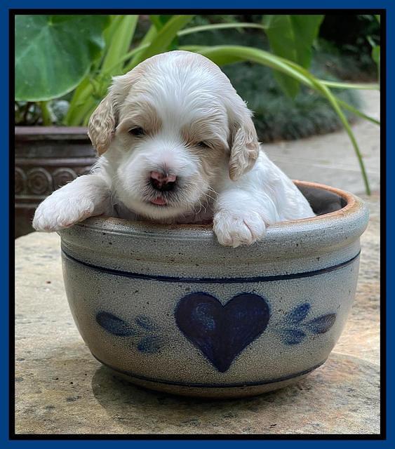 Oreo Rebel pups 3 wks old 61