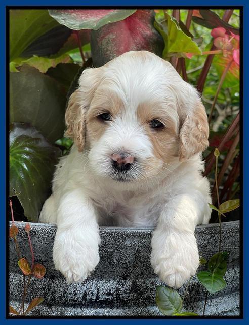 Oreo Rebel pups 4 wks old 121