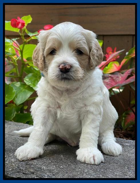 Oreo Rebel pups 4 wks old 131