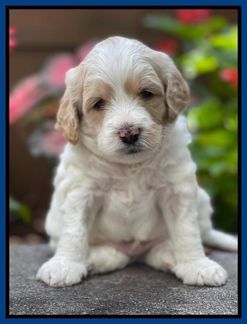 Oreo Rebel pups 4 wks old 71