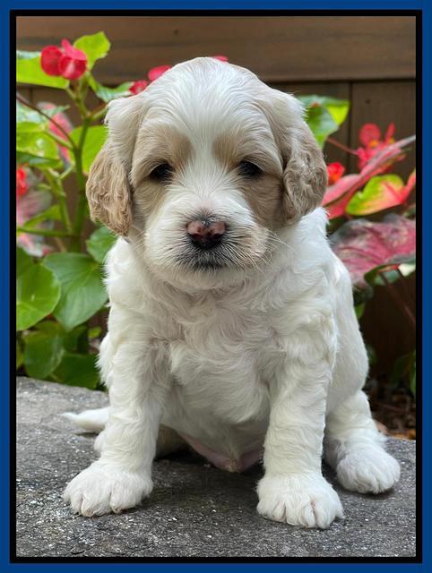 Oreo Rebel pups 4 wks old 91