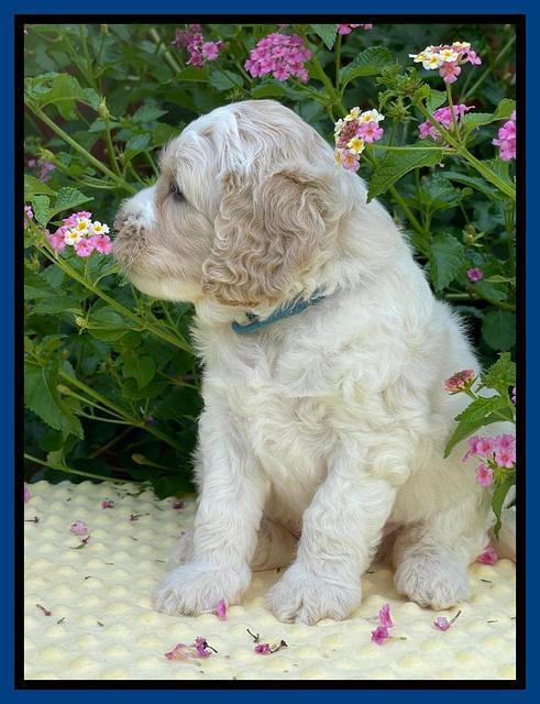 Oreo Rebel pups 5 wks old 131