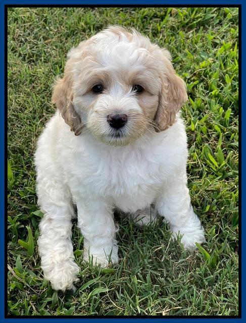 Oreo Rebel pups 7 wks old 111