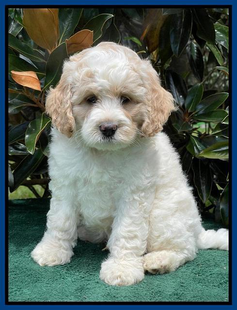 Oreo Rebel pups 7 wks old 121