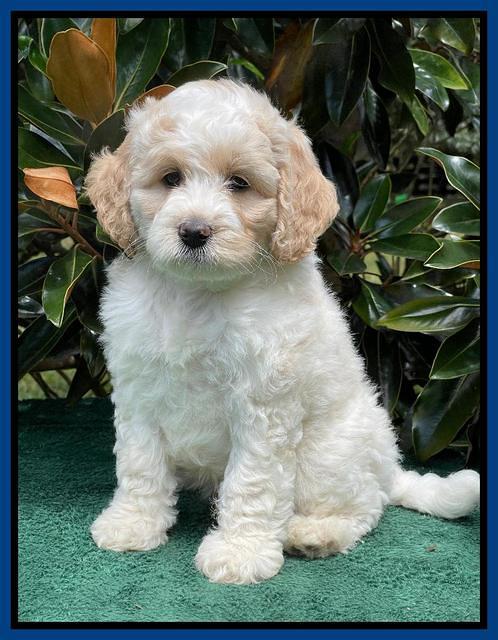 Oreo Rebel pups 7 wks old 141