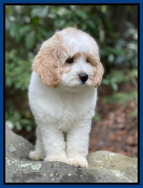 Oreo Rebel pups 8 wks old 4100