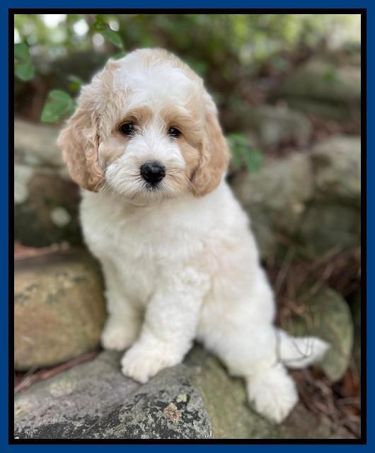 Oreo Rebel pups 8 wks old 6100