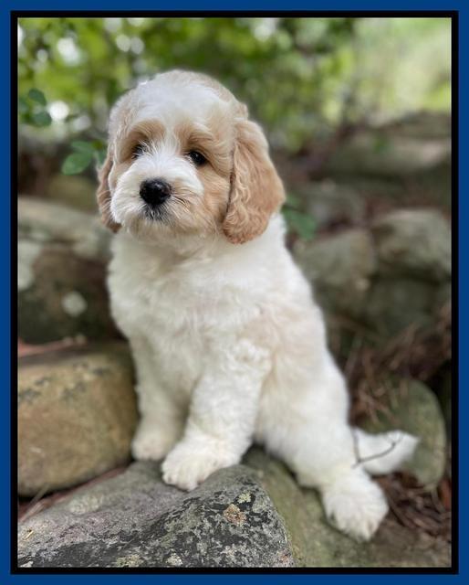 Oreo Rebel pups 8 wks old 8100
