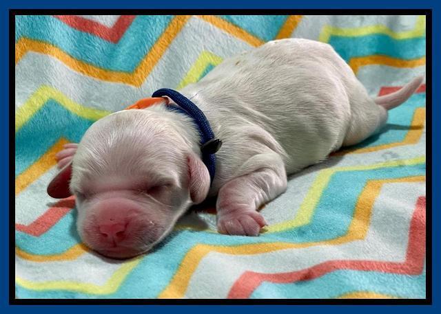 Oreo Rebel pups newborn 3 1