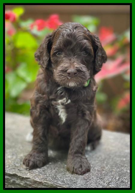 Oreo Rebel pups 4 wks old 271