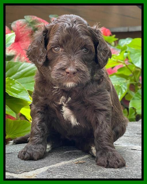 Oreo Rebel pups 4 wks old 301