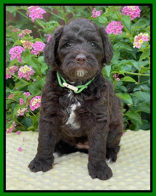 Oreo Rebel pups 5 wks old 261