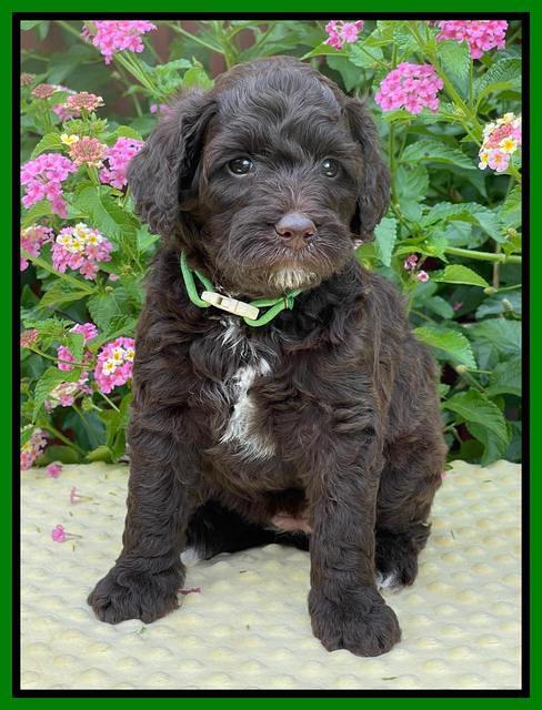 Oreo Rebel pups 5 wks old 271